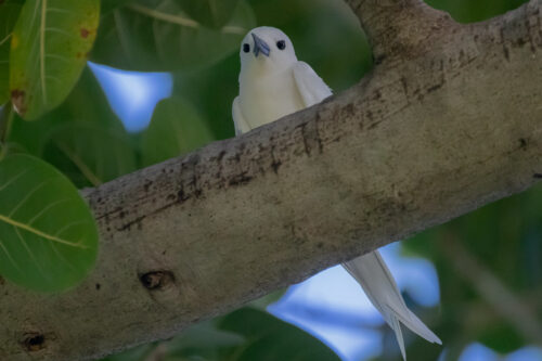 White tern