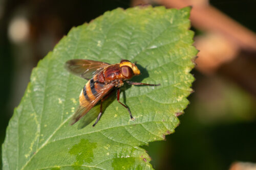 Hornet mimic hoverfly